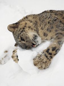 Preview wallpaper snow leopard, snow, lying, playful