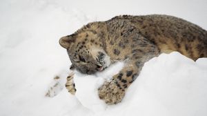 Preview wallpaper snow leopard, snow, lying, playful