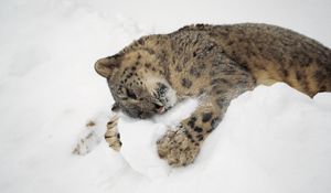 Preview wallpaper snow leopard, snow, lying, playful