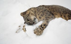 Preview wallpaper snow leopard, snow, lying, playful