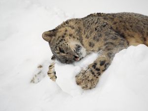 Preview wallpaper snow leopard, snow, lying, playful