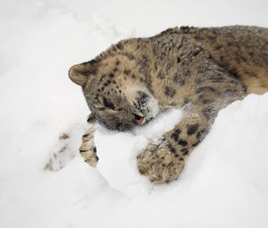 Preview wallpaper snow leopard, snow, lying, playful