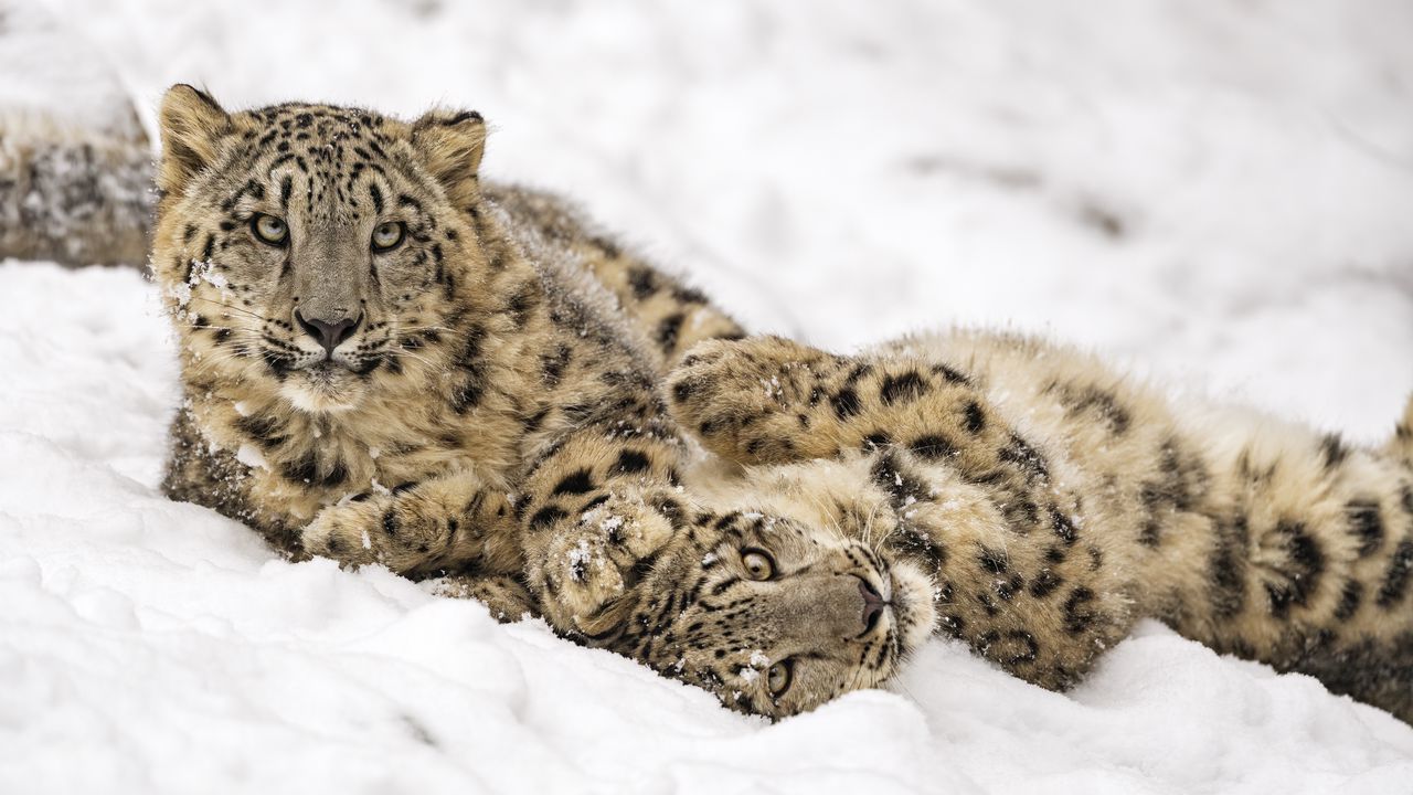 Wallpaper snow leopard, snow, predator, animal