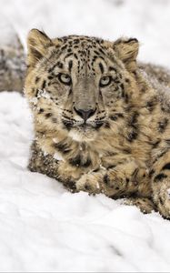 Preview wallpaper snow leopard, snow, predator, animal