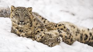 Preview wallpaper snow leopard, snow, predator, animal
