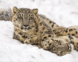 Preview wallpaper snow leopard, snow, predator, animal