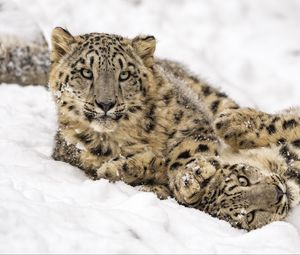 Preview wallpaper snow leopard, snow, predator, animal