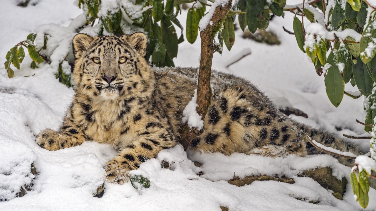 Wallpaper snow leopard, snow, predator, branches, animal