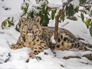 Preview wallpaper snow leopard, snow, predator, branches, animal
