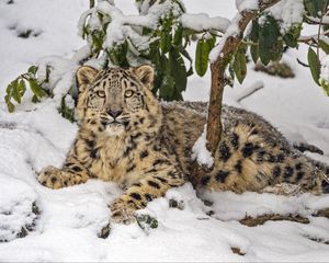 Preview wallpaper snow leopard, snow, predator, branches, animal