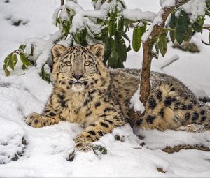 Preview wallpaper snow leopard, snow, predator, branches, animal