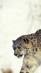 Preview wallpaper snow leopard, snow, walk, big cat, predator