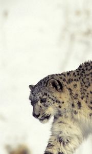 Preview wallpaper snow leopard, snow, walk, big cat, predator