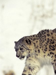 Preview wallpaper snow leopard, snow, walk, big cat, predator