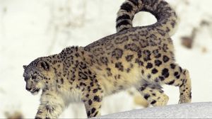Preview wallpaper snow leopard, snow, walk, big cat, predator