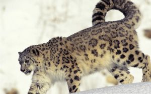 Preview wallpaper snow leopard, snow, walk, big cat, predator