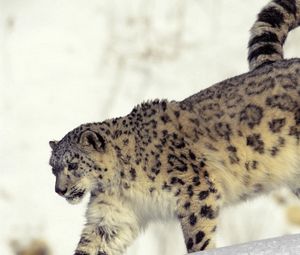 Preview wallpaper snow leopard, snow, walk, big cat, predator