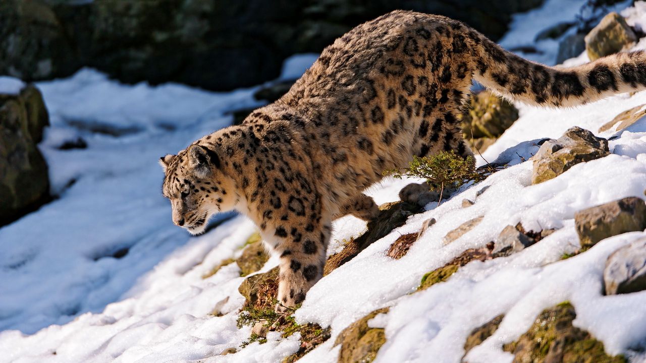 Wallpaper snow leopard, snow, walk, forest, downhill