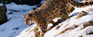 Preview wallpaper snow leopard, snow, walk, forest, downhill