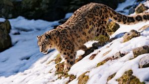 Preview wallpaper snow leopard, snow, walk, forest, downhill