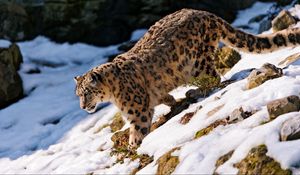 Preview wallpaper snow leopard, snow, walk, forest, downhill