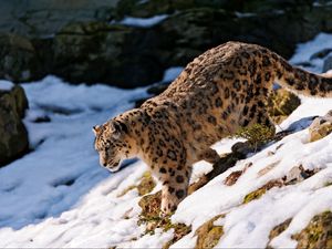 Preview wallpaper snow leopard, snow, walk, forest, downhill