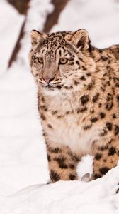 Preview wallpaper snow leopard, snow, walk, big cat