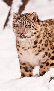 Preview wallpaper snow leopard, snow, walk, big cat