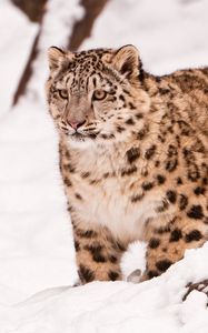 Preview wallpaper snow leopard, snow, walk, big cat