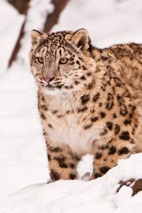 Preview wallpaper snow leopard, snow, walk, big cat