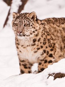 Preview wallpaper snow leopard, snow, walk, big cat