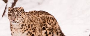 Preview wallpaper snow leopard, snow, walk, big cat