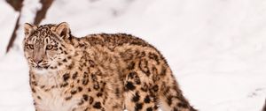 Preview wallpaper snow leopard, snow, walk, big cat