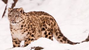 Preview wallpaper snow leopard, snow, walk, big cat