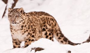 Preview wallpaper snow leopard, snow, walk, big cat