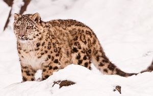 Preview wallpaper snow leopard, snow, walk, big cat