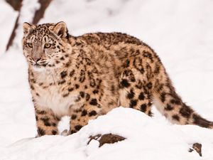 Preview wallpaper snow leopard, snow, walk, big cat