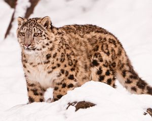 Preview wallpaper snow leopard, snow, walk, big cat