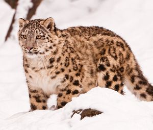 Preview wallpaper snow leopard, snow, walk, big cat