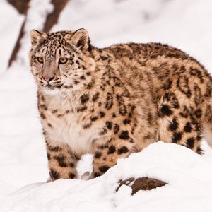 Preview wallpaper snow leopard, snow, walk, big cat