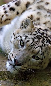 Preview wallpaper snow, leopard, spotted, face, big cat, lying