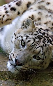 Preview wallpaper snow, leopard, spotted, face, big cat, lying