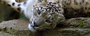 Preview wallpaper snow, leopard, spotted, face, big cat, lying