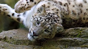 Preview wallpaper snow, leopard, spotted, face, big cat, lying