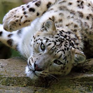 Preview wallpaper snow, leopard, spotted, face, big cat, lying