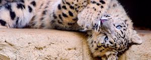 Preview wallpaper snow leopard, spotted, big cat, playful
