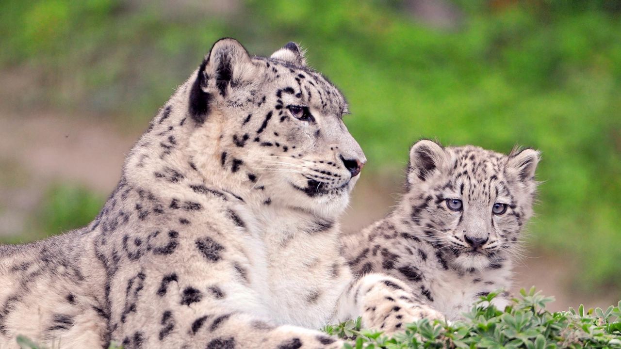 Wallpaper snow leopard, spotted, color, big cats, predators