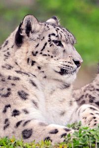 Preview wallpaper snow leopard, spotted, color, big cats, predators