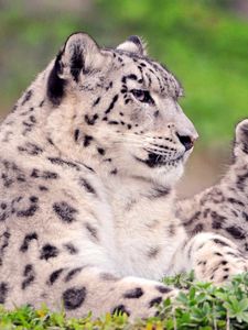 Preview wallpaper snow leopard, spotted, color, big cats, predators