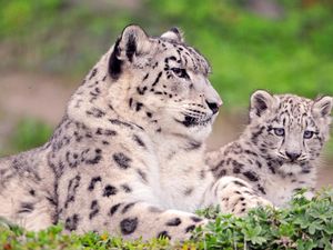 Preview wallpaper snow leopard, spotted, color, big cats, predators